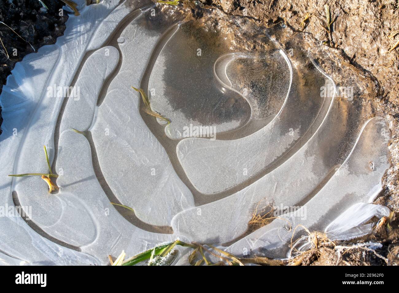Une flaque est couverte de glace pendant le gel intense et a formé un beau motif. Banque D'Images