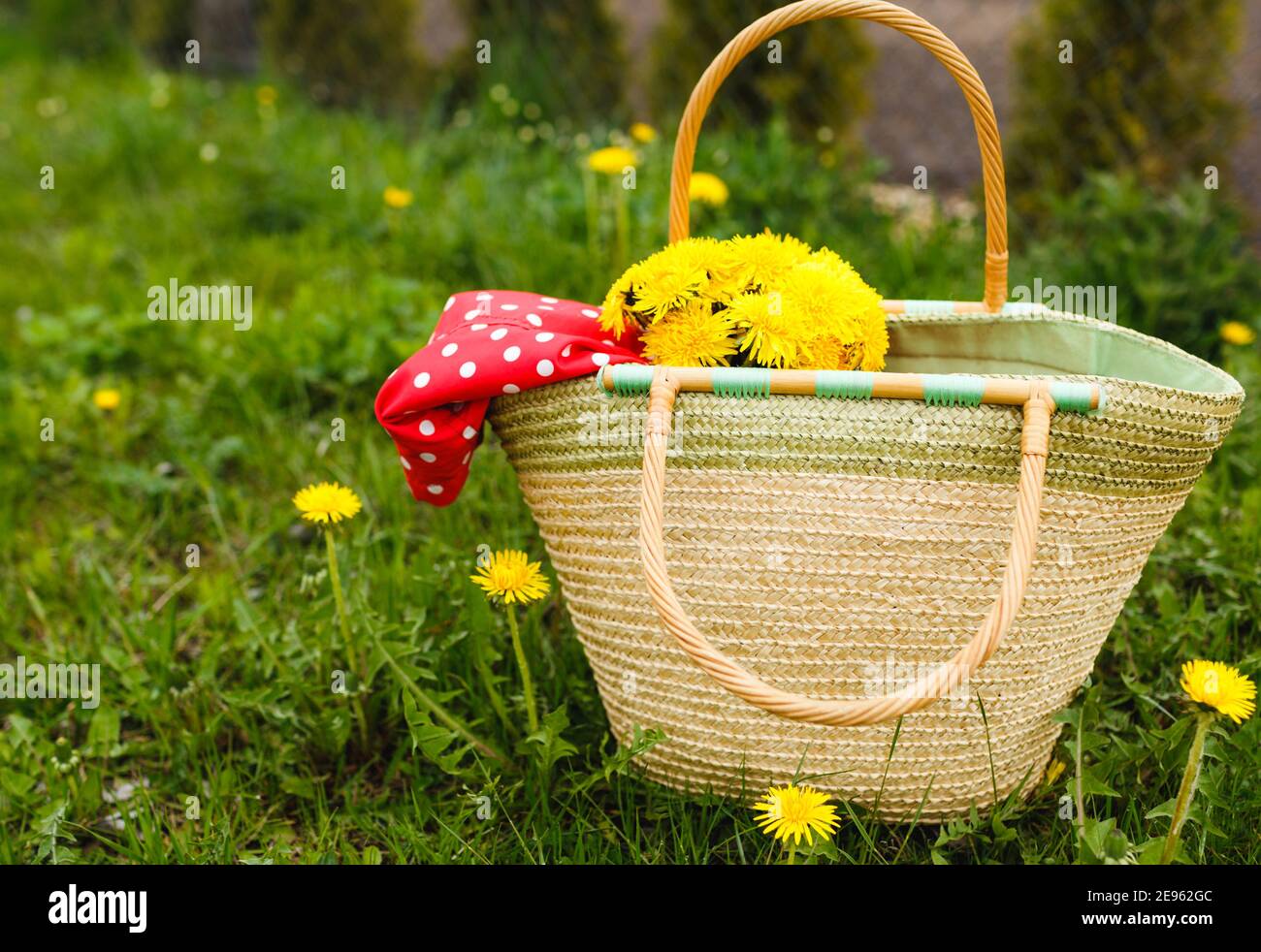 Un sac en osier avec des pissenlits jaunes se dresse sur l'herbe verte. Ambiance printanière. Banque D'Images