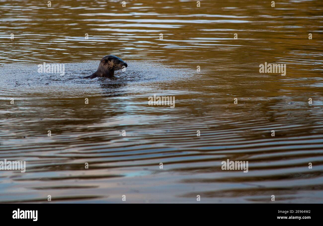 Une loutre eurasienne chasse dans l'eau colorée par une crache d'hiver. River Tweed, Royaume-Uni Banque D'Images