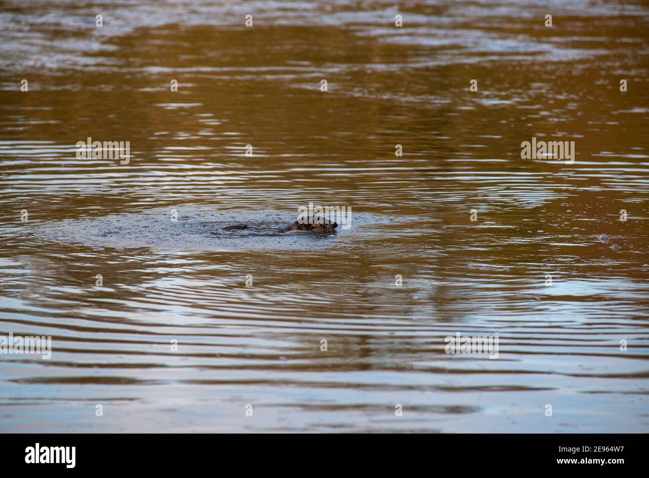 Une loutre eurasienne chasse dans l'eau colorée par une crache d'hiver. River Tweed, Royaume-Uni Banque D'Images