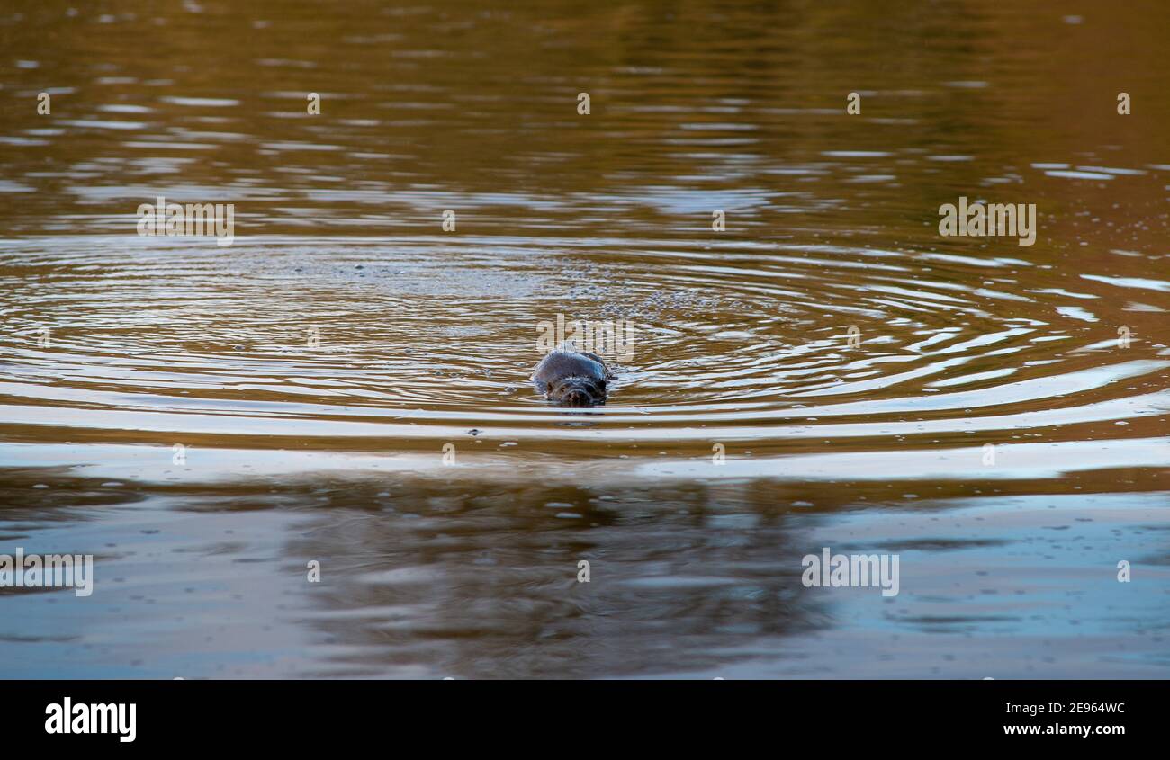 Une loutre eurasienne chasse dans l'eau colorée par une crache d'hiver. River Tweed, Royaume-Uni Banque D'Images