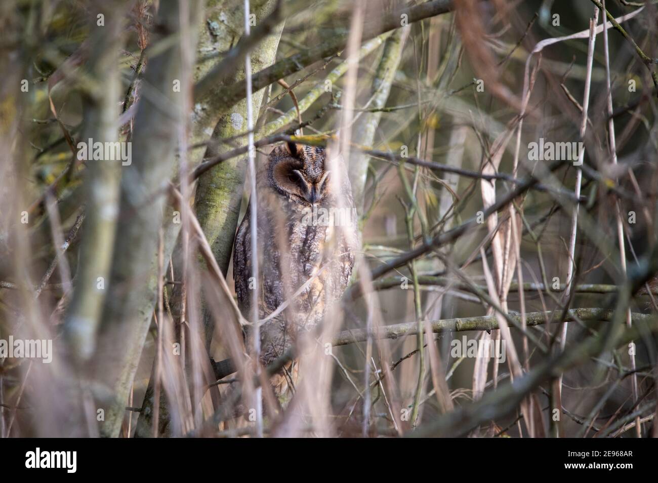 Long hibou élevé le jour de son roost, enterré profondément parmi les arbres pour le camouflage Banque D'Images