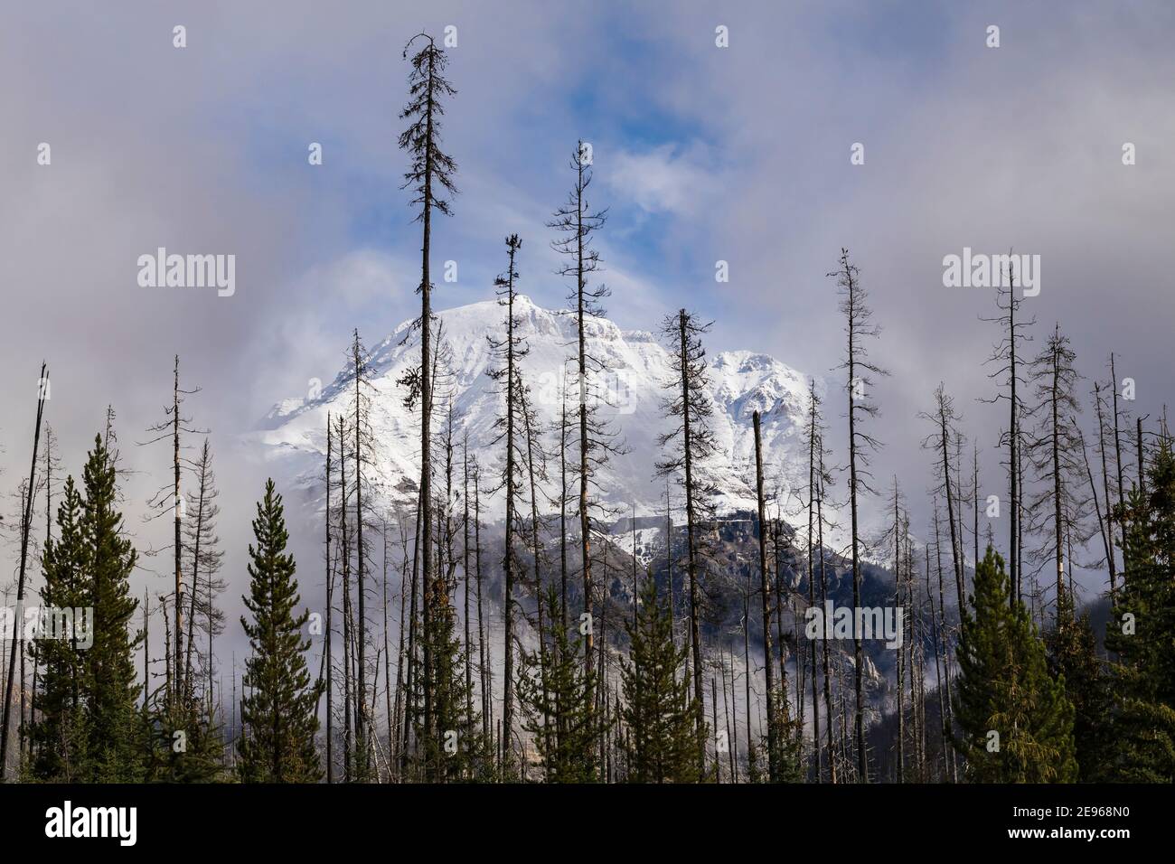 Isabelle Peak et arbres tués par le feu vus près du lac Floe Trailhead, dans le parc national Kootenay, dans les Rocheuses canadiennes, en Colombie-Britannique, à Cana Banque D'Images