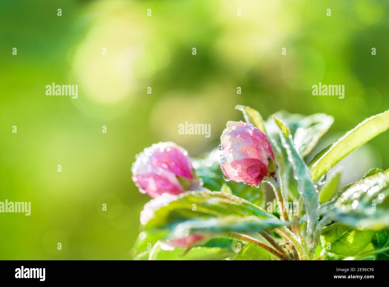 Magnifique matin de printemps. Jour ensoleillé.fleurs en fleurs de pommier sur les branches. Gros plan sur les fleurs de pomme avec effet de flou artistique en arrière-plan. Vert flou Banque D'Images