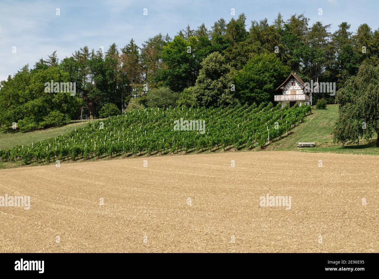 beau vignoble en face d'une forêt verte avec une petite maison de vignerons blancs, banc en bois se dresse à côté d'un arbre, dans la journée sans personnes Banque D'Images