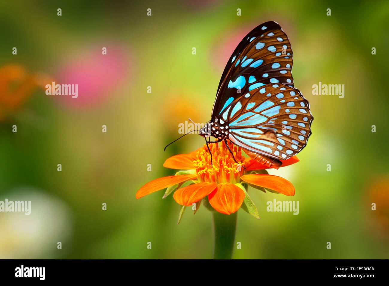 Papillon Blue Tiger ou Danaid Tirumala limniace sur fleur d'orange le tournesol rouge ou le tournesol mexicain (famille Tithonia rotundifolia, Asteraceae), W Banque D'Images