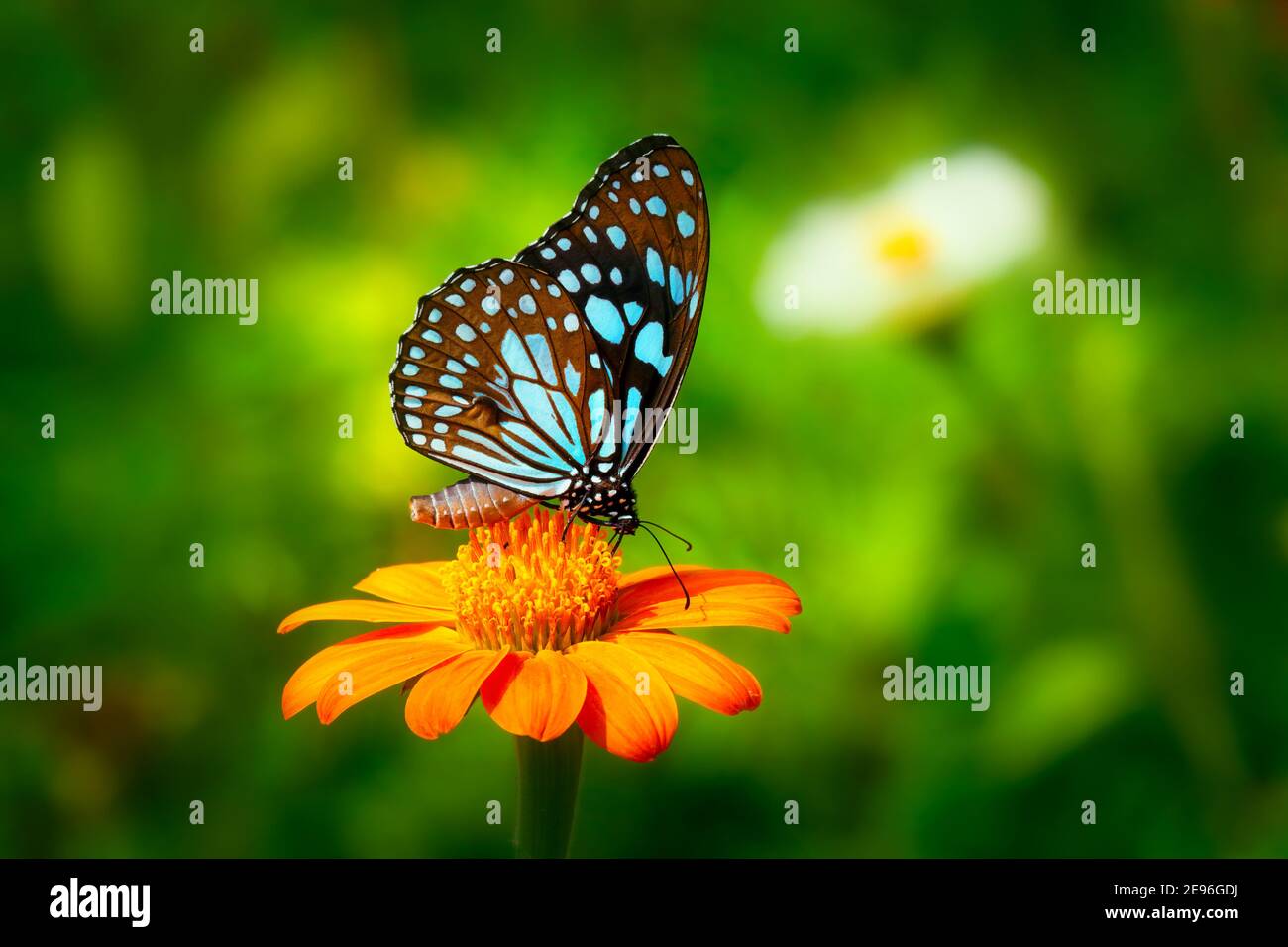 Papillon Blue Tiger ou Danaid Tirumala limniace sur fleur d'orange le tournesol rouge ou le tournesol mexicain (famille Tithonia rotundifolia, Asteraceae), W Banque D'Images
