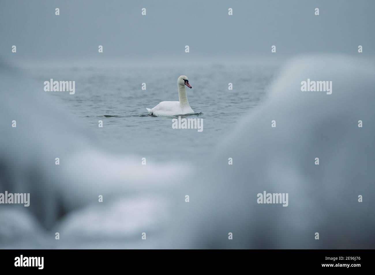 Cygne solitaire nageant dans l'eau froide de la mer Baltique à Helsinki, Finlande quelques heures avant le gel en janvier 2021. Banque D'Images