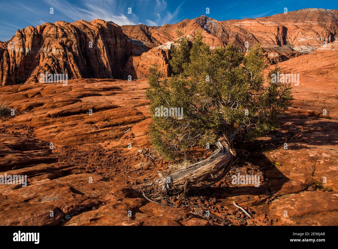 Plantes et arbres du désert qui poussent dans des dunes de sable pétrifié. La flore de cette région s'est adaptée pendant des millions d'années afin de survivre. Banque D'Images