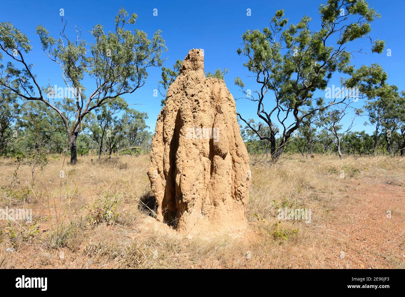 Tall Termite monte dans la savane, territoire du Nord, territoire du Nord, Australie Banque D'Images