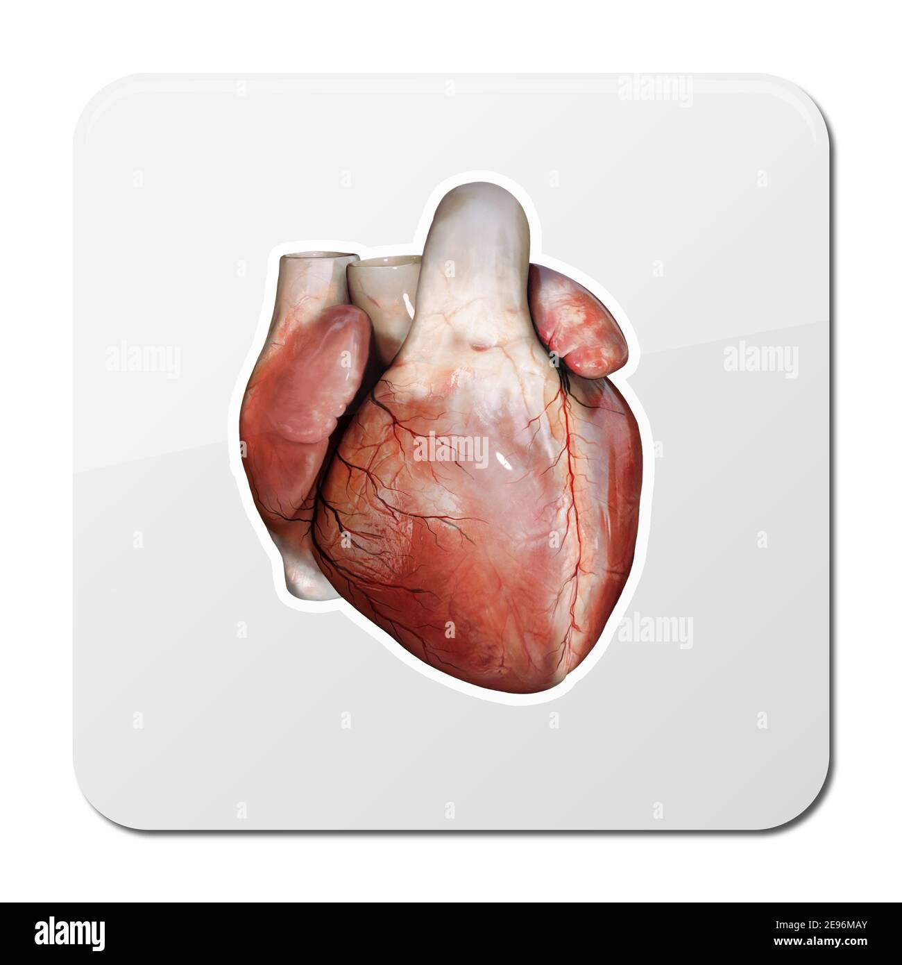 Icône d'anatomie cardiaque, concept de cardiologie. Symbole médical de santé d'un organe interne cardiovasculaire, organe interne humain réaliste, 3d et 2d Banque D'Images