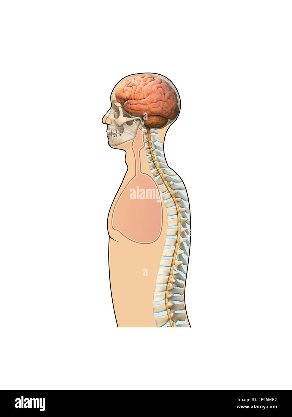 Corps humain - Rachis, cerveau, vue latérale. Combinaison de la 3d et de la photo Banque D'Images