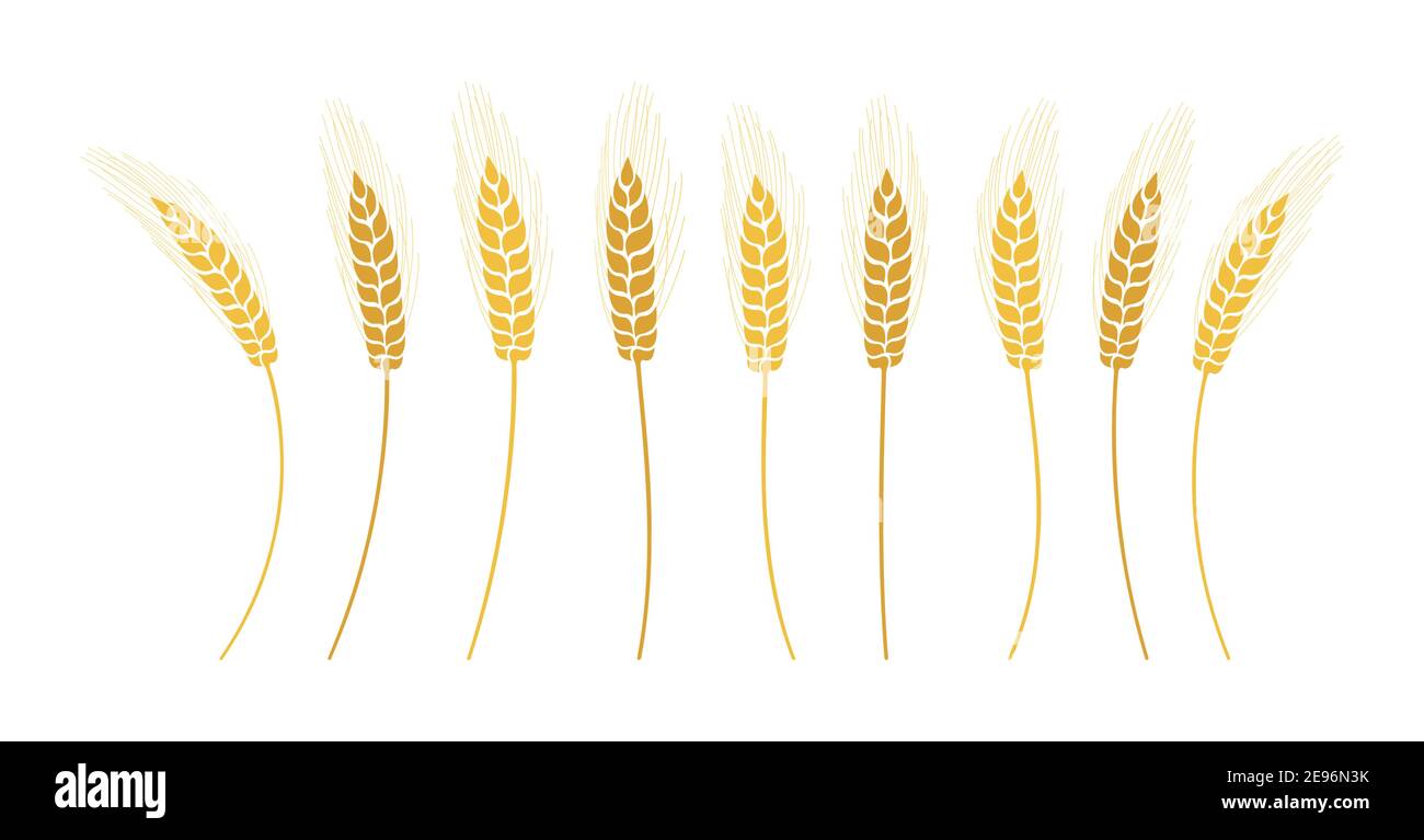 Ensemble de dessins animés pour oreilles de blé. Épillets mûrs jaunes blé séparés, différentes formes. Symbole agricole avoine pour la boulangerie, la production de farine. Design bio ferme éléments emballage pain bière label vecteur Illustration de Vecteur