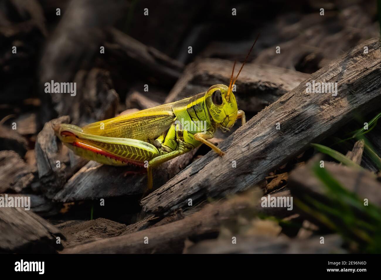 Un Grasshopper à deux rayures (Melanoplus bivittatus) reposant sur des bâtons dans les bois. Banque D'Images