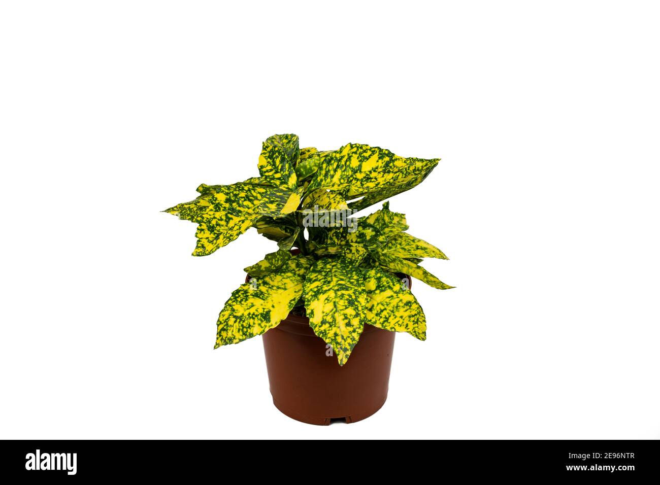 Aucuba japonica en pot avec fond blanc Photo Stock - Alamy