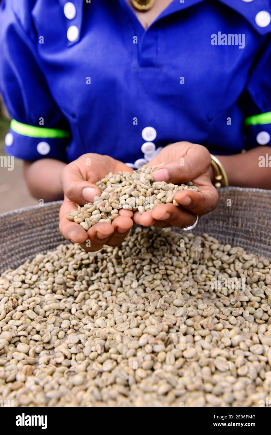 Une femme Tigray triant les déchets d'une pile de grains de café frais à Axum, en Éthiopie. Banque D'Images