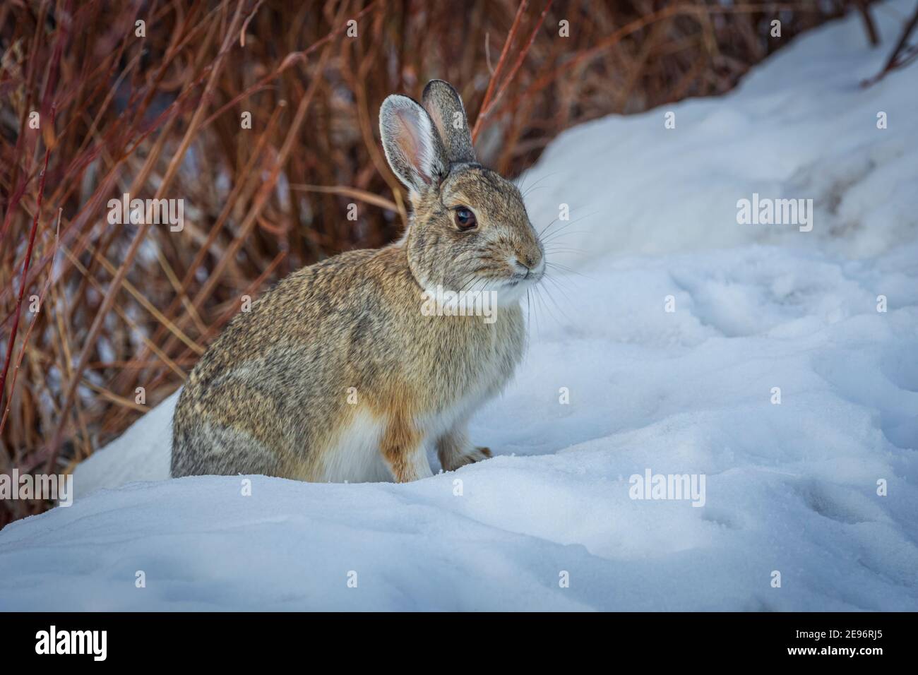 Lapin de la montagne ou de la queue de coton de Nuttall (Sylvilagus nuttalli) en hiver, Castle Rock Colorado US. Photo prise en décembre. Banque D'Images Lapin de la montagne ou de la queue de coton de Nuttall (Sylvilagus nuttalli) en hiver, Castle Rock Colorado US. Photo prise en décembre. Banque D'Images