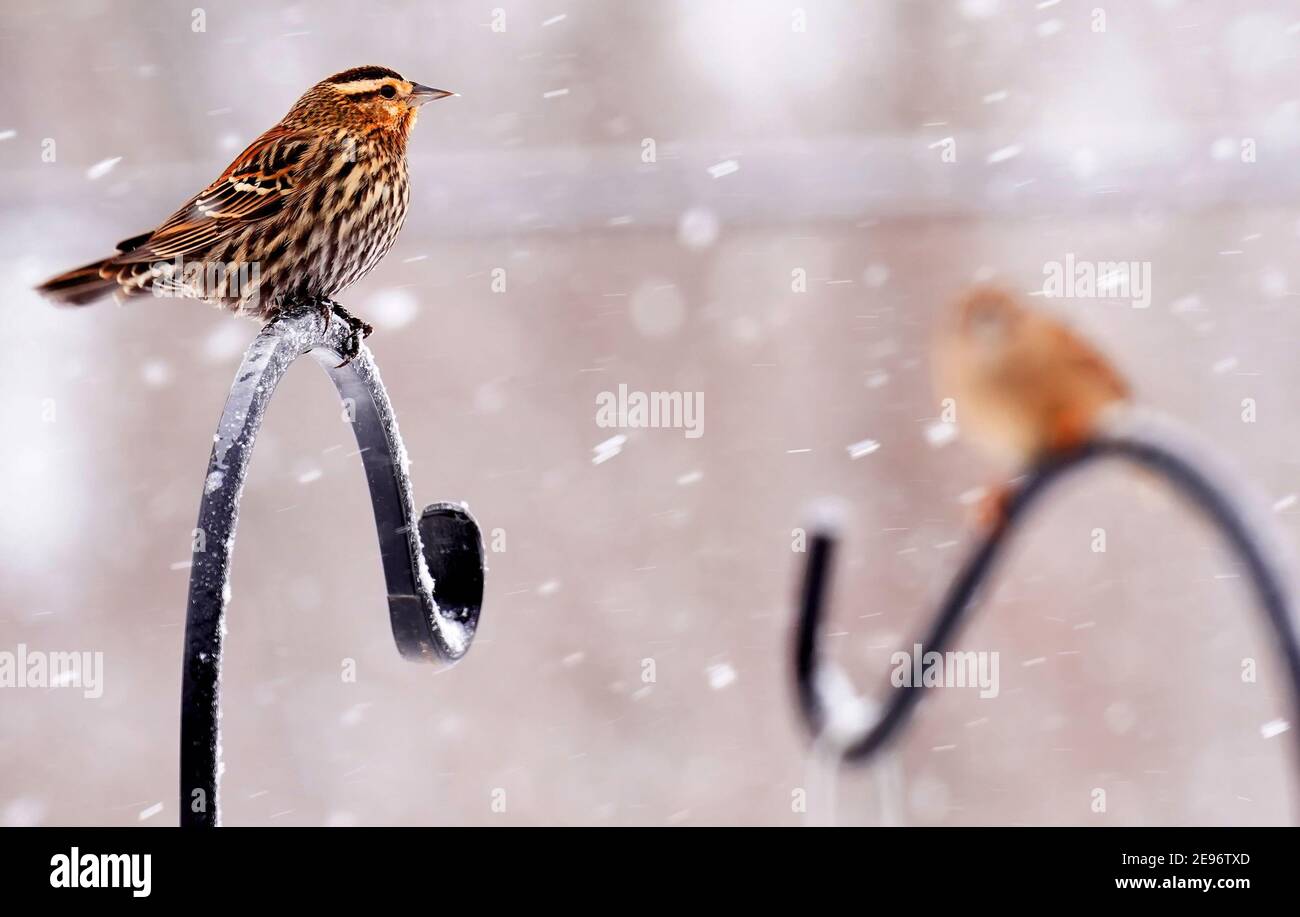Épars sur une haute perchaude Banque D'Images