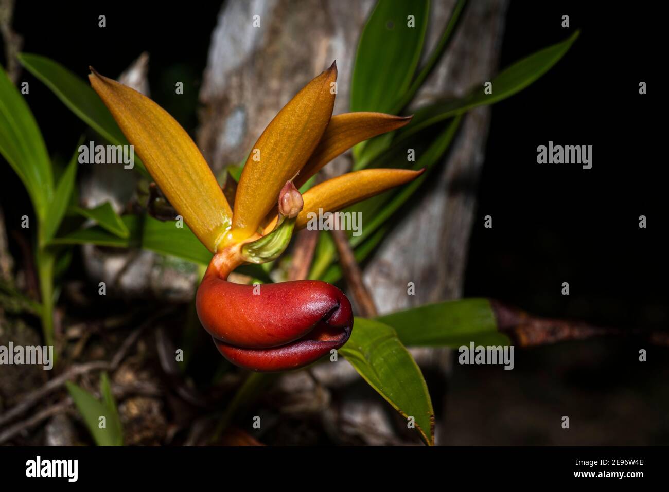 Orchidées sauvages de la forêt nuageuse de Panama Banque D'Images