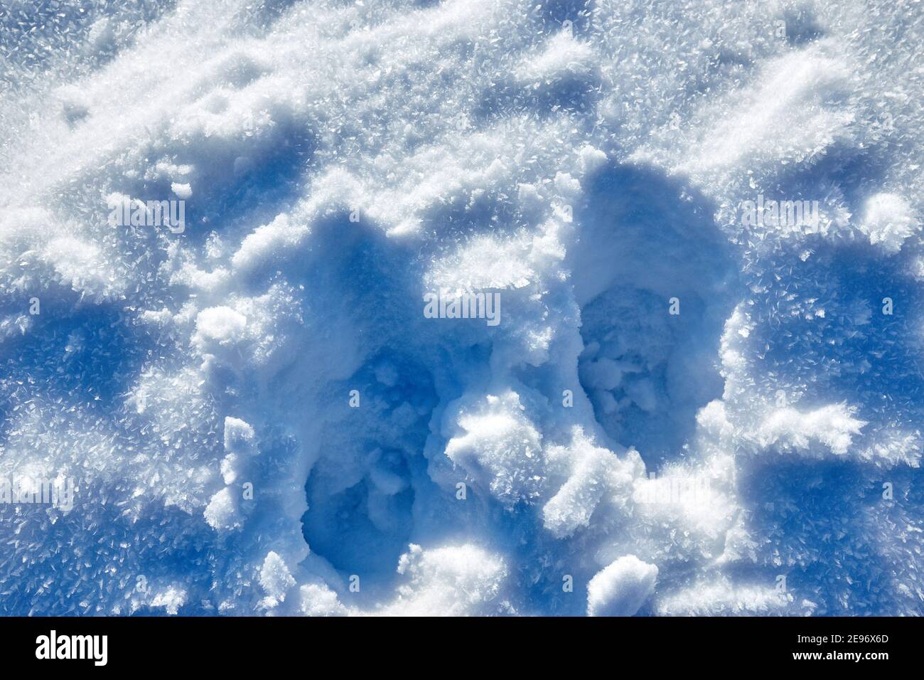 Empreintes de loup dans la neige Banque de photographies et d’images à
