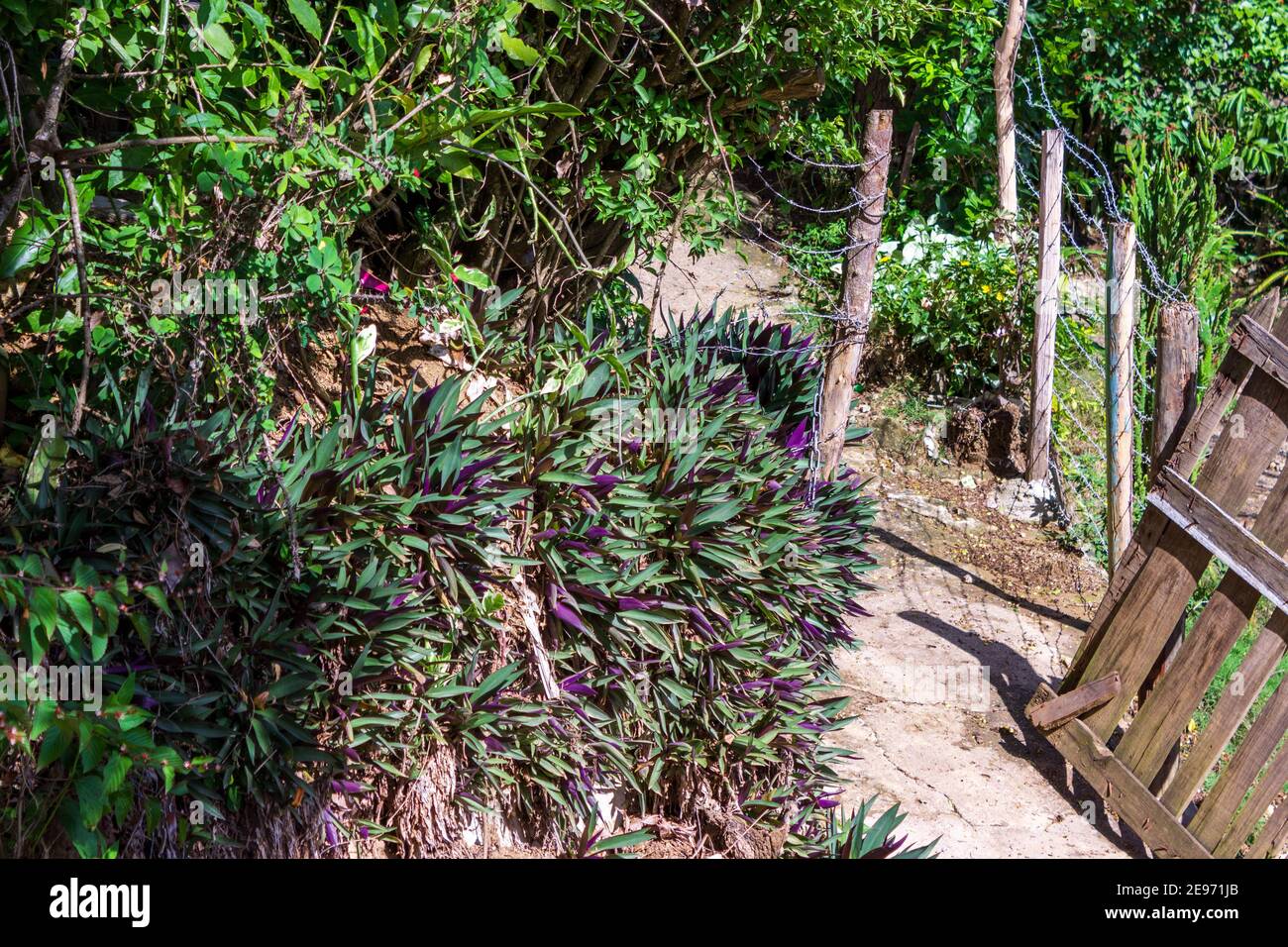 Une végétation luxuriante d'huîtres pourpres éclaire l'entrée d'une petite ferme en République dominicaine. Banque D'Images