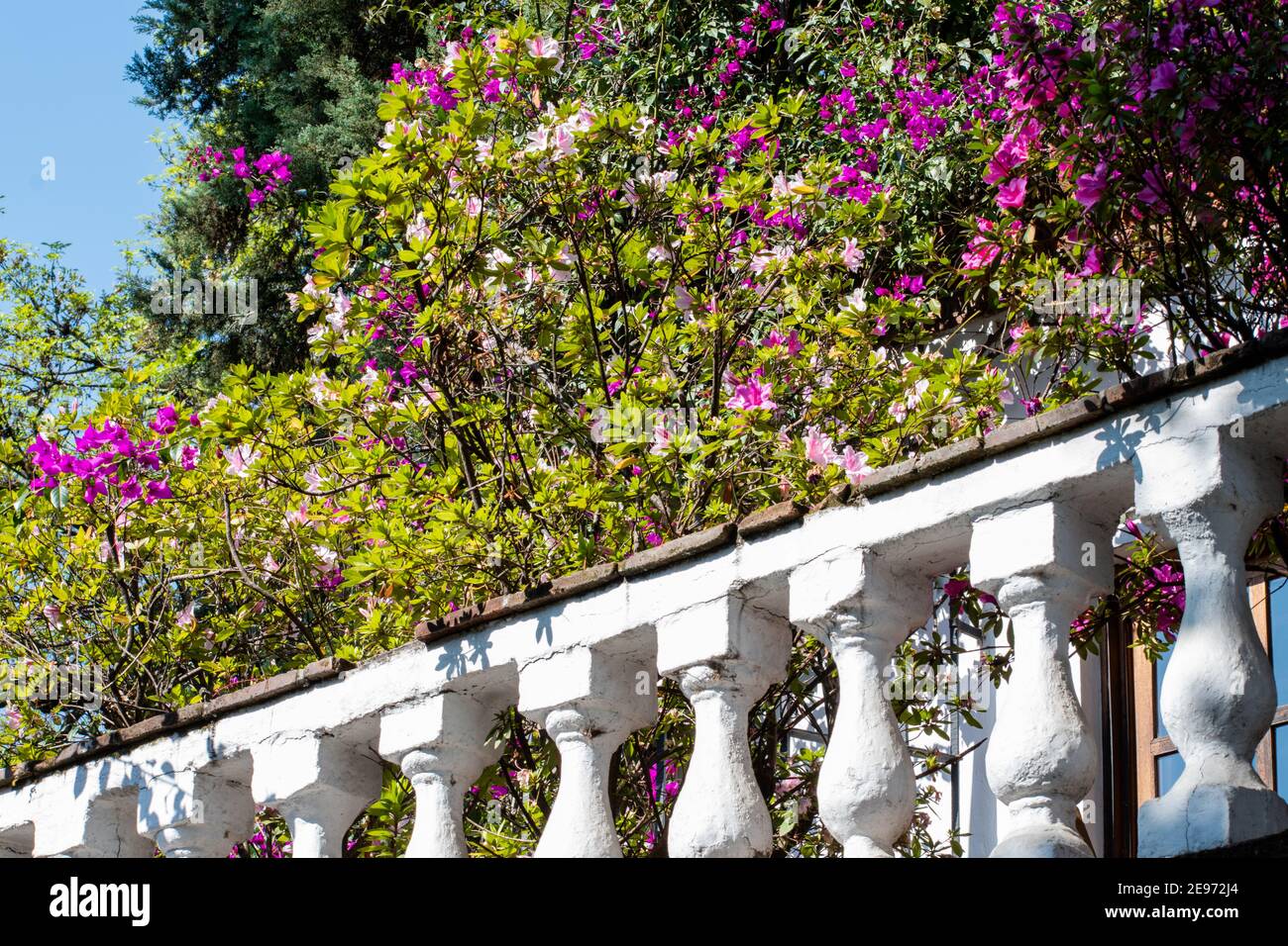 Plantes et belles fleurs violettes sur un balcon Photo Stock - Alamy