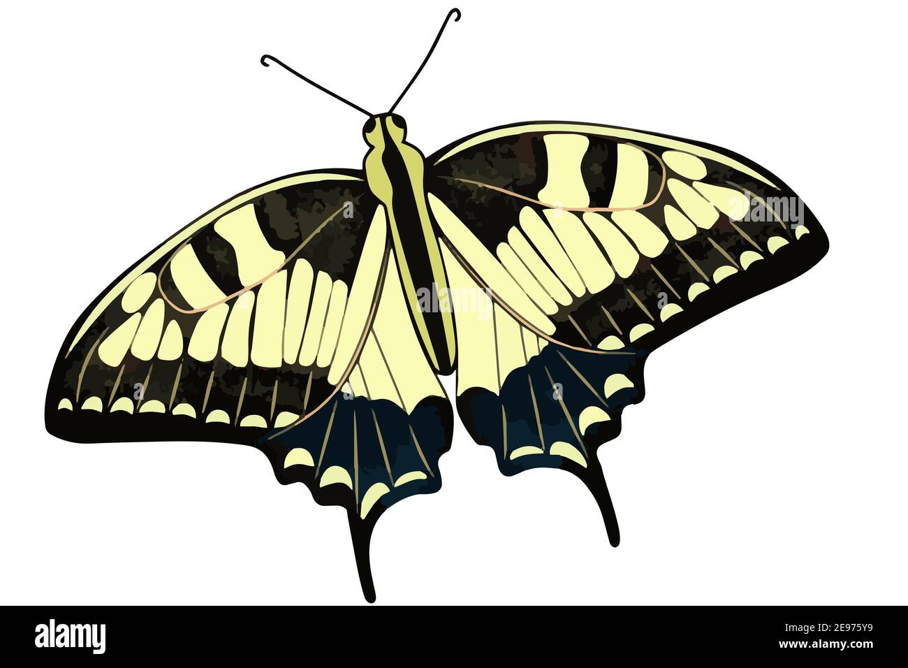 Papillon de citronnelle en gros plan. Papillons vectoriels de couleur jaune. Insecte isolé . Illustration de Vecteur