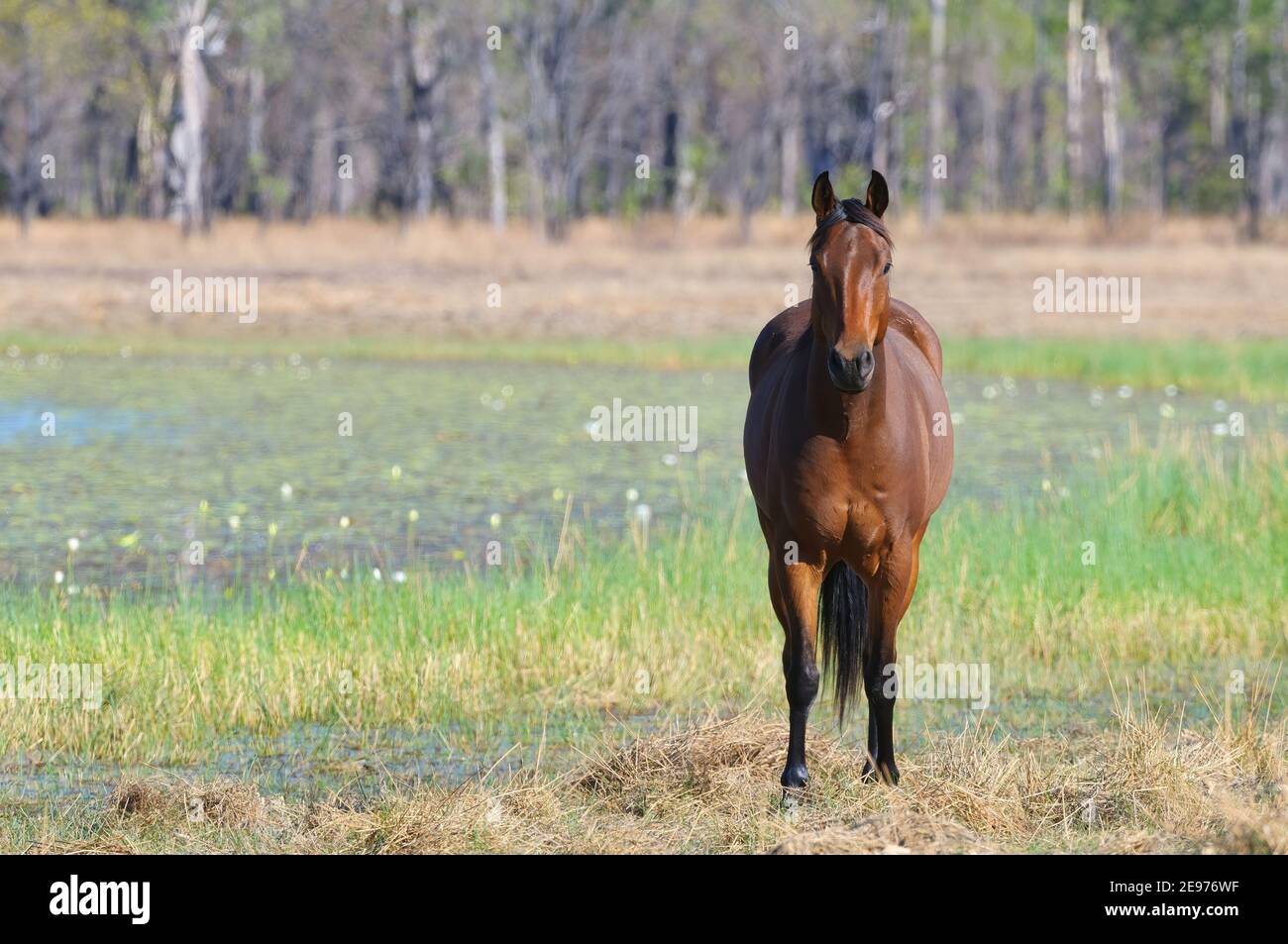 Une jument brumby marron se trouve à côté d'un lagon de reedy dans les zones humides du golfe du Mexique, dans le Queensland, en Australie. Banque D'Images