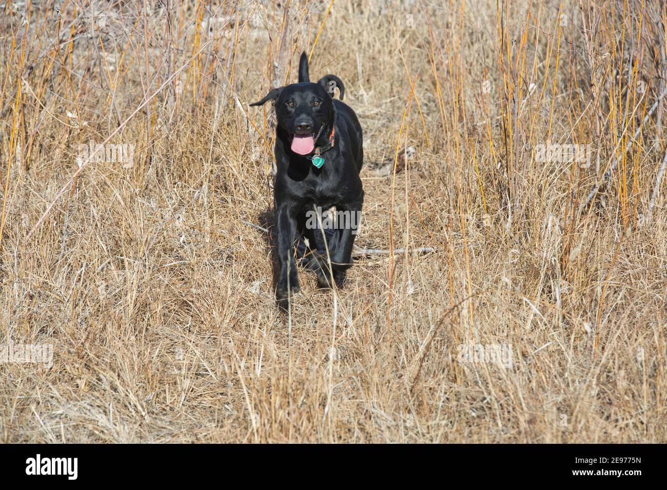 Black Labrador Retriever en cours d'exécution Banque D'Images