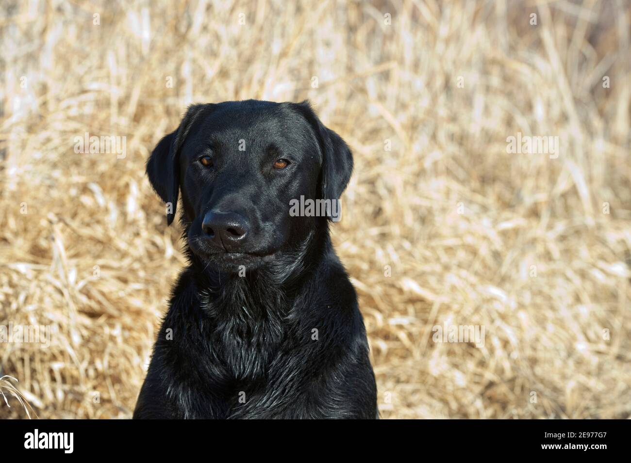 Labrador noir portrait Banque D'Images