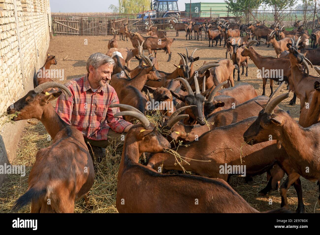 Un fermier élève soigneusement ses chèvres à la ferme d'animaux biologiques. Animal Husbandry concept. Joyeux fermier avec des chèvres à sa ferme laitière de chèvre biologique. Banque D'Images