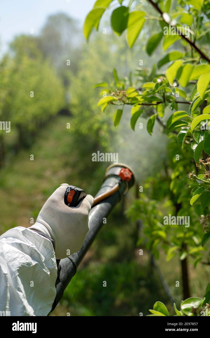 Agriculteur pulvérisant Orchard à Springtime. Un agriculteur pulvérise des arbres avec des pesticides toxiques ou de l'insecticide. Banque D'Images