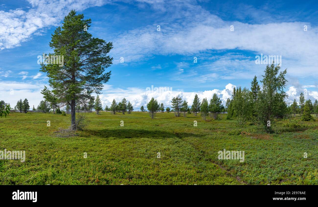 Paysage typique de la Scandinavie sauvage et de l'île de l'archipel avec de grandes forêts de pins sur l'île Stor-Rabben dans le golfe de Bothnia, au nord de la Suède, Banque D'Images
