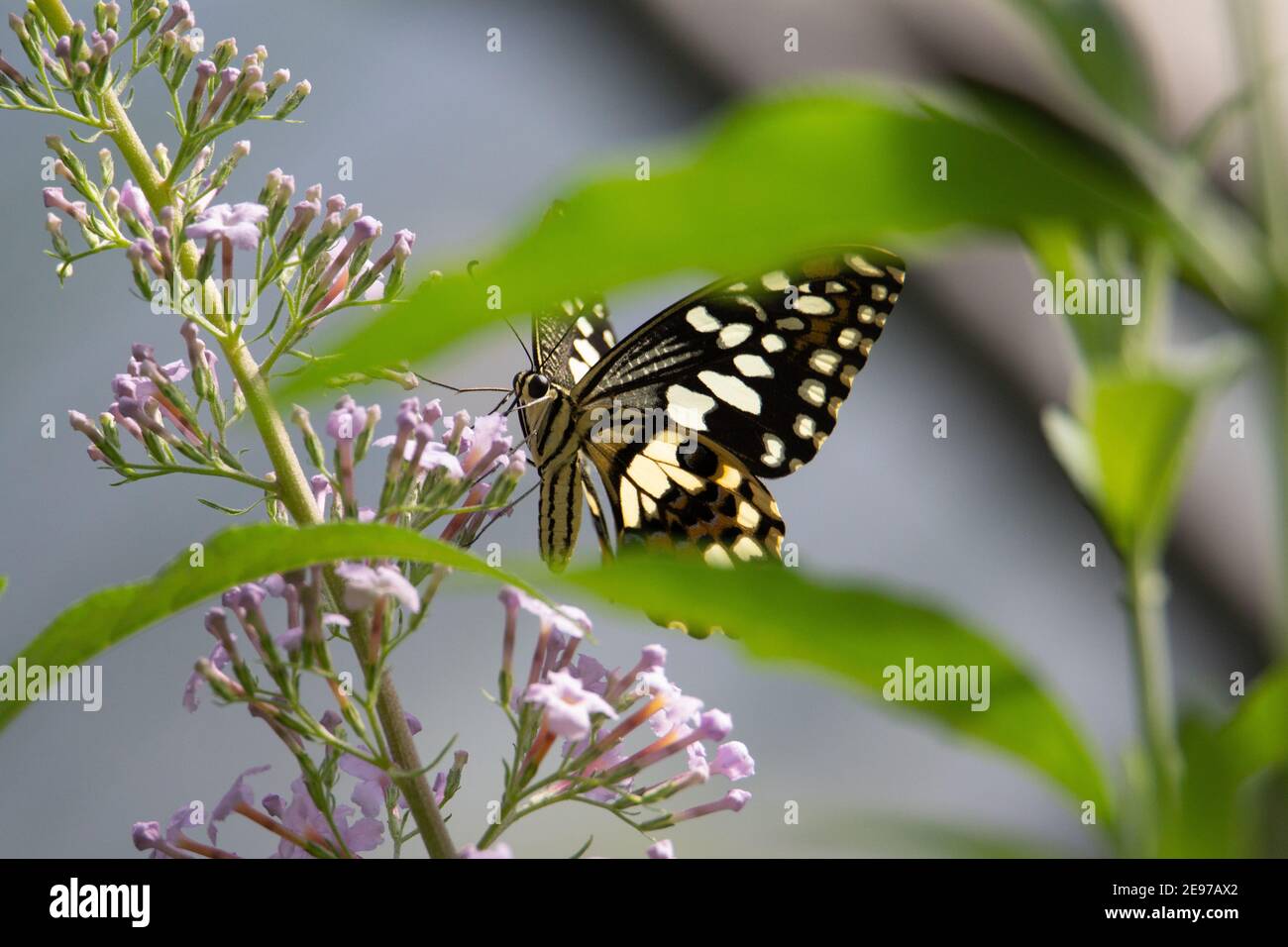 un papillon à queue avalé inconnu se nourrissant de fleurs rose pâle Banque D'Images