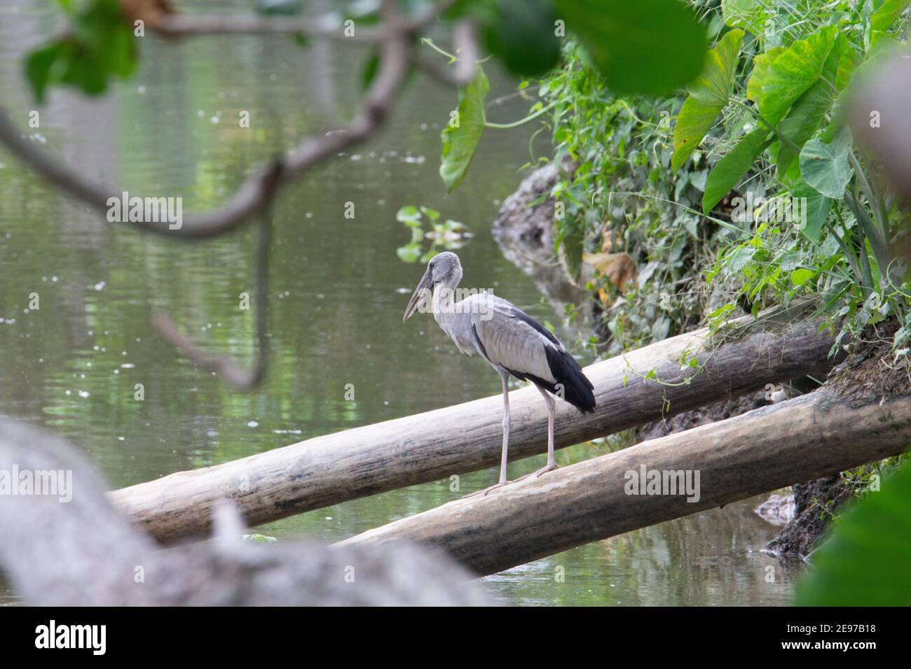 Cigogne asiatique à bec ouvert (Anastomus oscitans) Une cigogne à bec ouvert asiatique se tenant sur un arbre tombé sur une rivière verte Banque D'Images