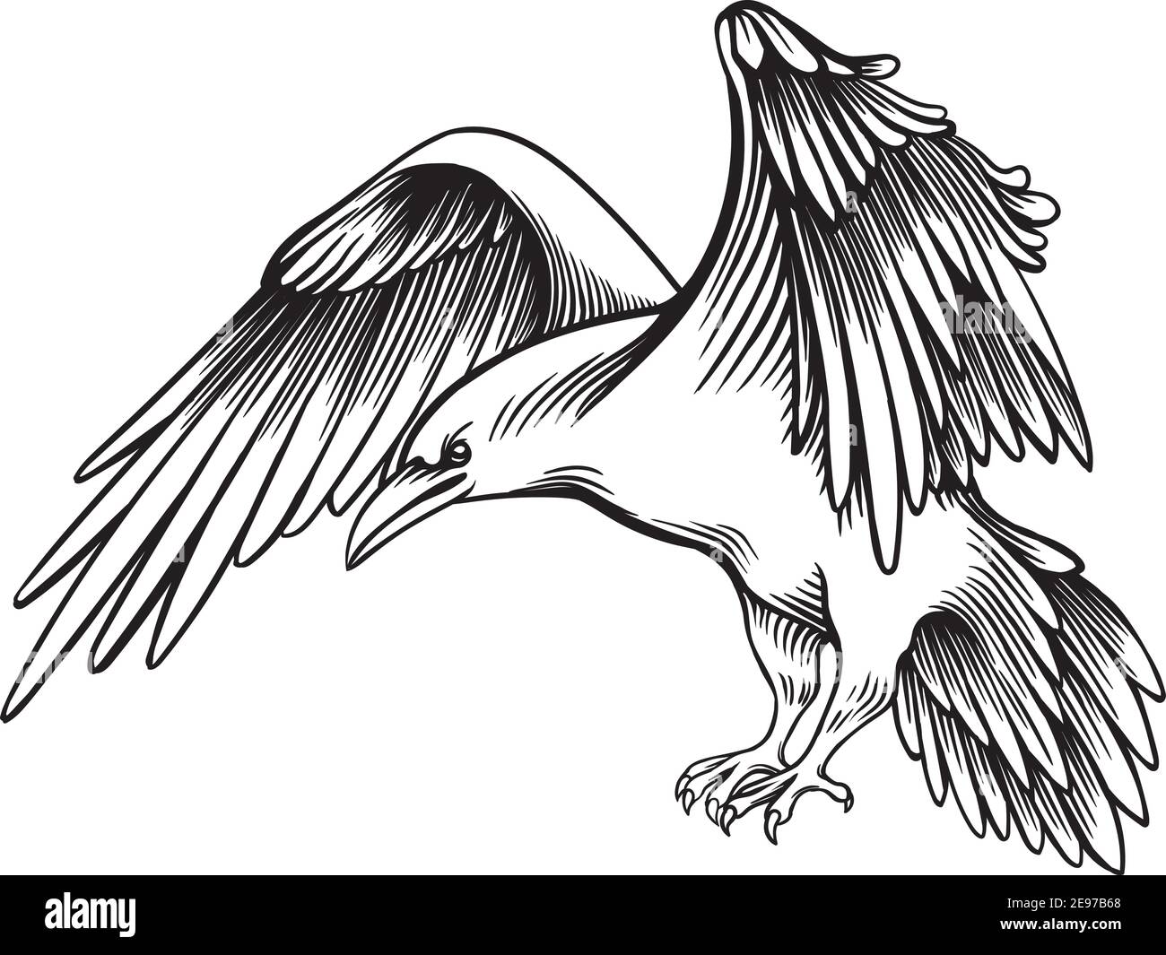 Oiseau Dessin Realiste Noir Et Blanc Illustration vectorielle d'un Crow. Petit Raven esquissé. Dessin à main  levée monochrome. Graphique linéaire. Magnifique oiseau noir et blanc  stylisé. Réaliste Image Vectorielle Stock - Alamy