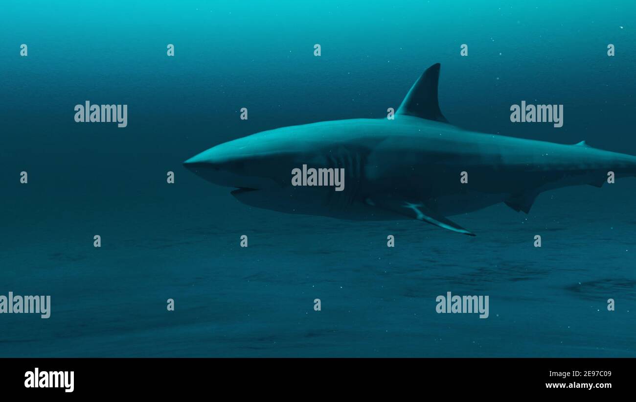 Gros plan du Grand requin blanc nageant dans l'eau bleu profond de l'océan, scène sous-marine du requin blanc, Beauté de la vie marine , haute qualité 4K, rendu 3d Banque D'Images