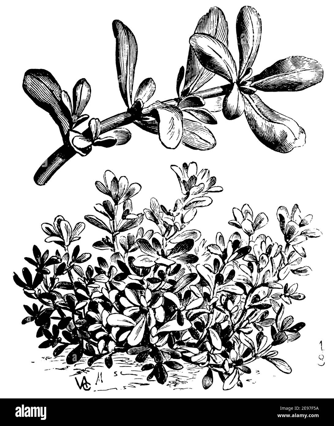 Purslane / Portulaca oleracea / Portulak (livre de motifs d'impression, 1911) Banque D'Images