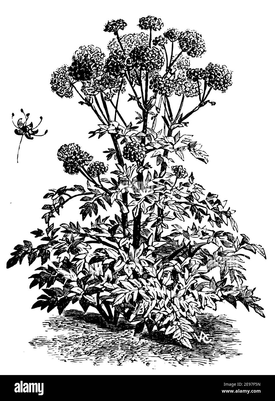 jardin angelica / Angelica archangelica Syn. Angelica officinalis / Engelwurz (livre de motifs d'impression, 1911) Banque D'Images