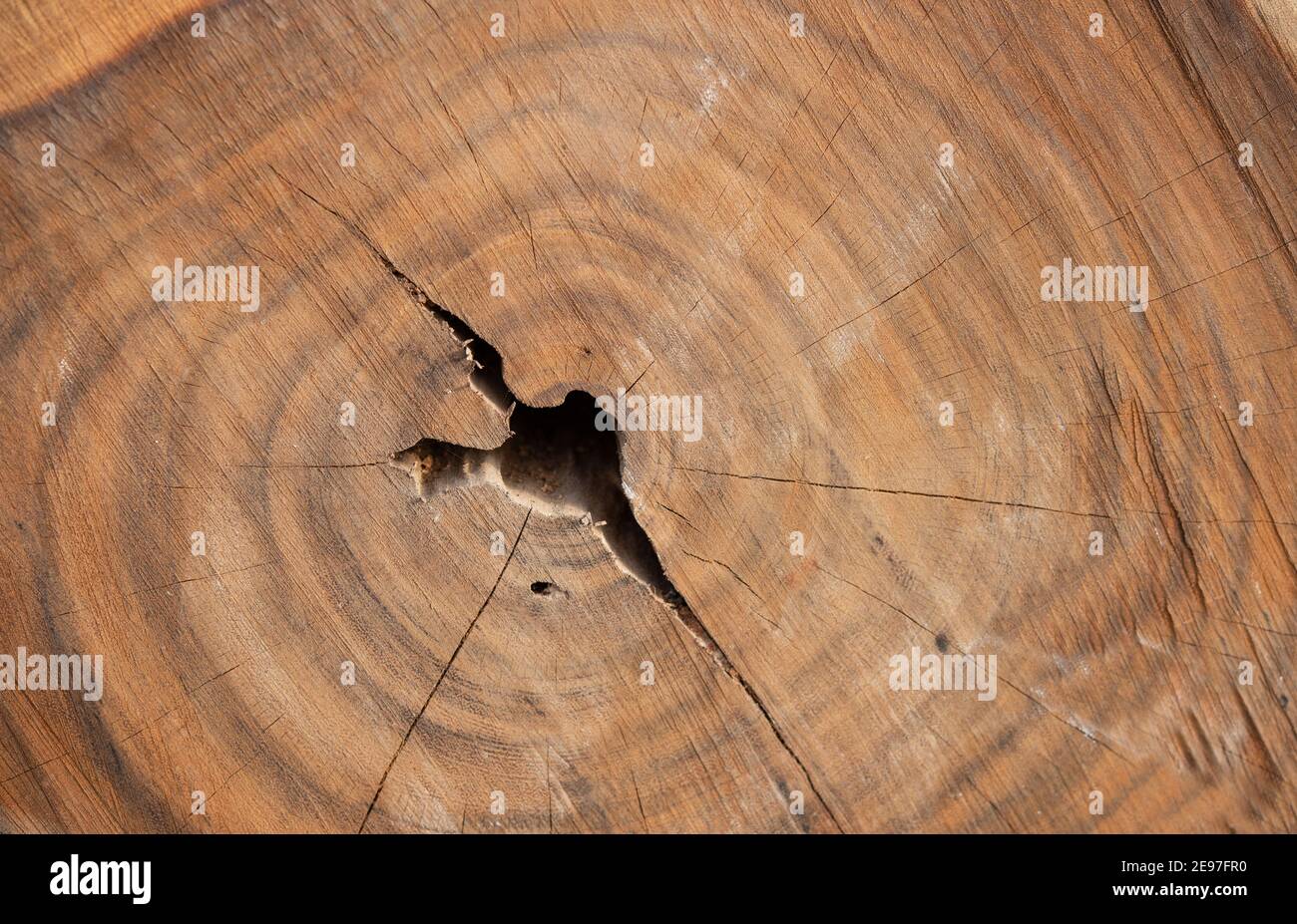 Gros plan sur une souche de bois blanchi aux intempéries créant un fond d'écran naturel. Banque D'Images