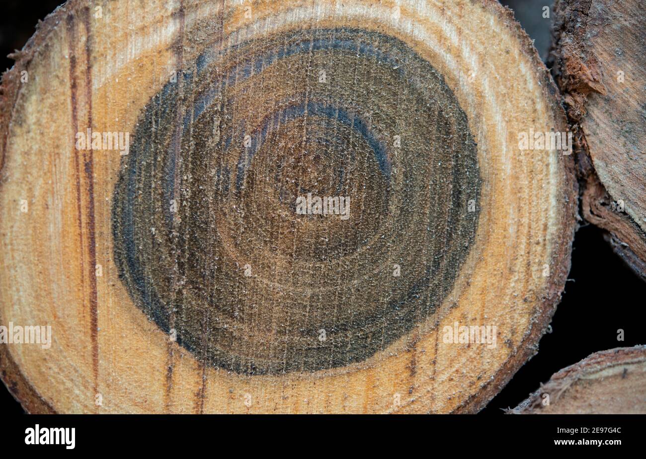 Arrière-plan d'arbre noir et marron naturel. Banque D'Images