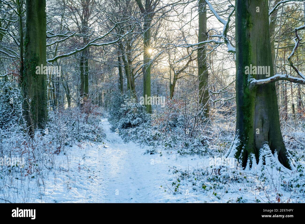 Soleil matinal le long d'un sentier boisé dans la neige. Près de Chipping Norton, Cotswolds, Oxfordshire, Angleterre Banque D'Images