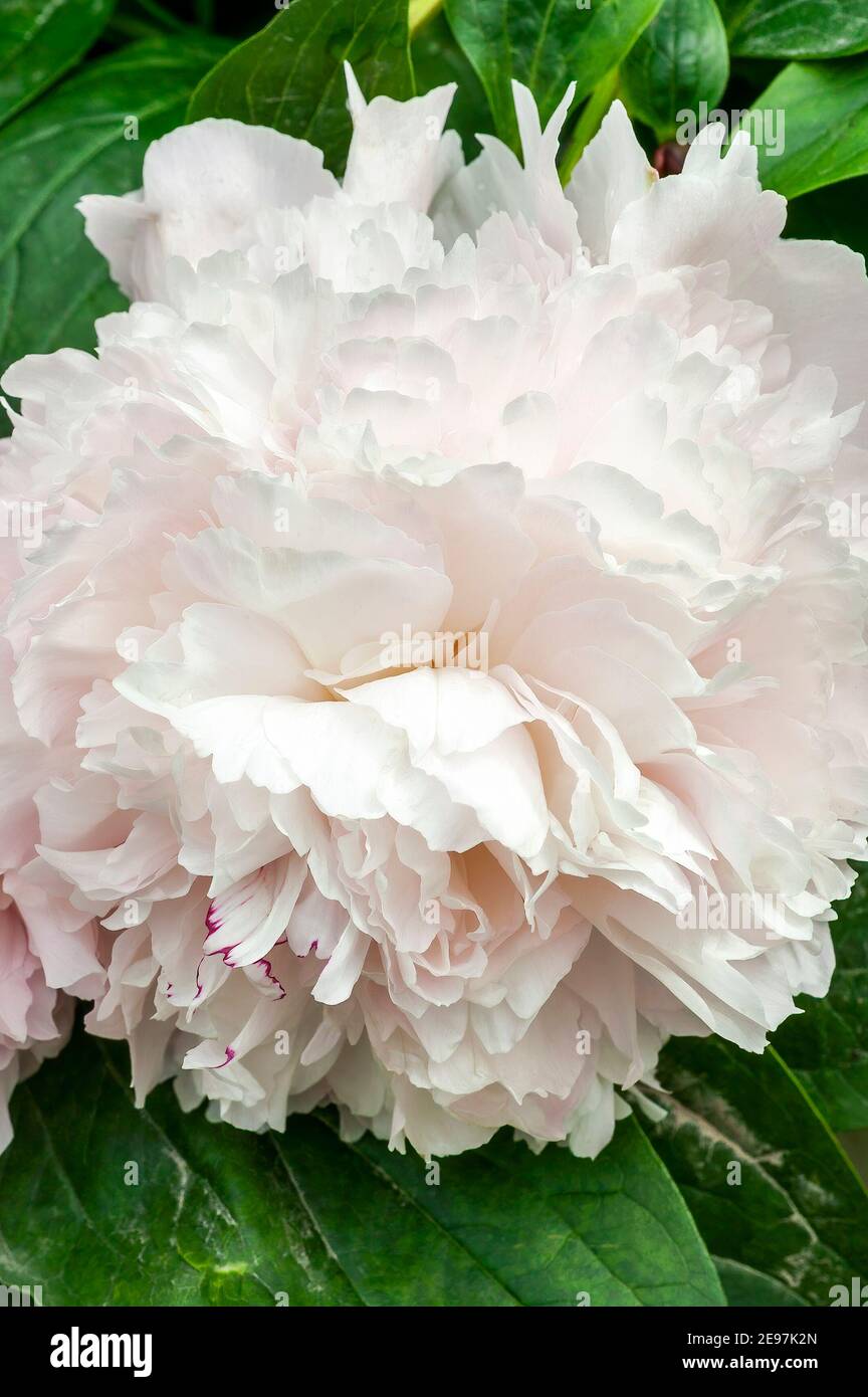 Peony 'Eden's Perfume' (Paeonia lactiflora) plante à fleurs printanière  d'été avec un blanc rose pâle Fleur du début de l'été communément connue  sous le nom de P chinois Photo Stock - Alamy