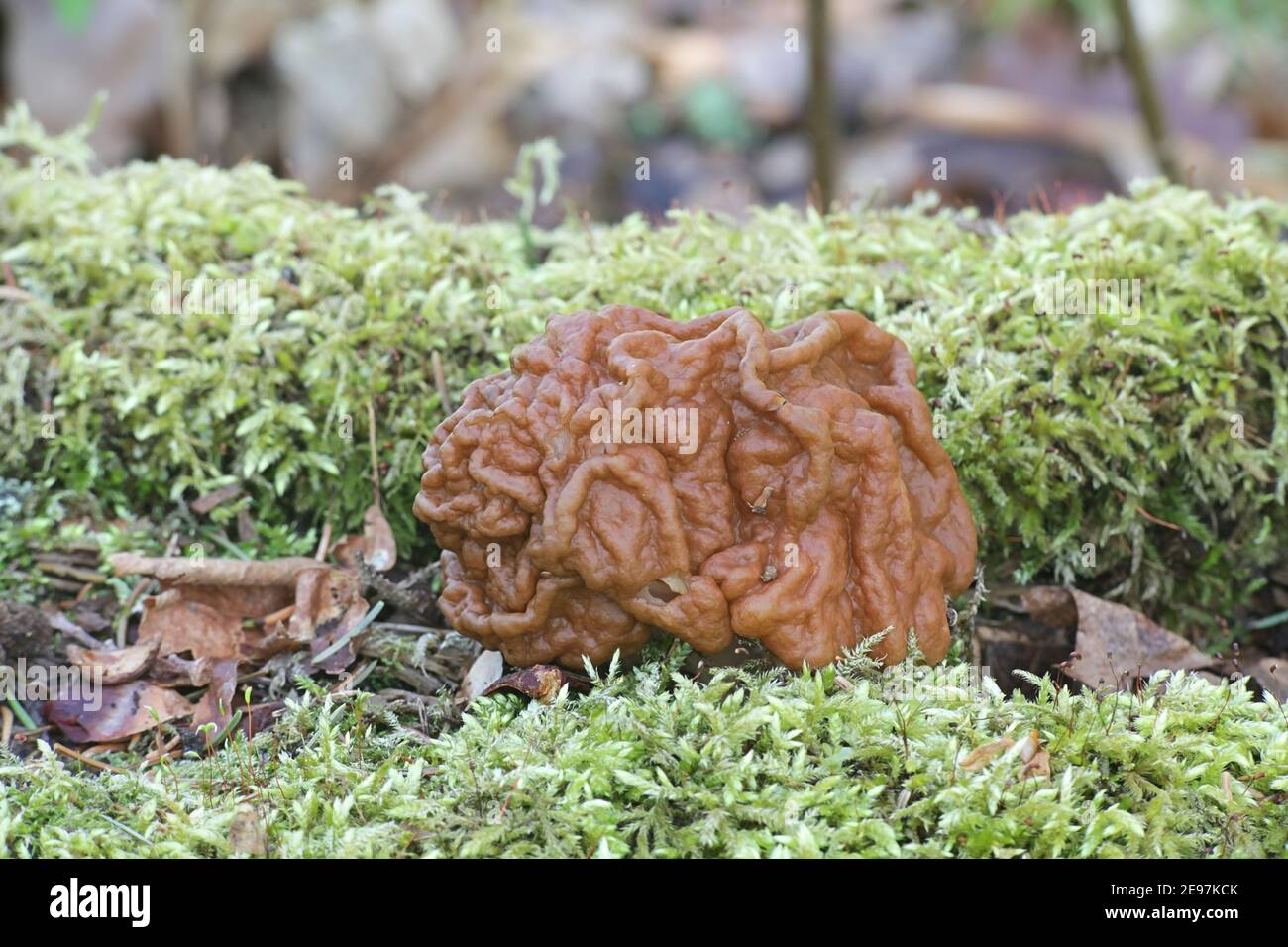 Gyromitra gigas, le morel de neige, le faux morel de neige, le cerveau de veau ou le nez de taureau, un champignon sauvage de Finlande Banque D'Images