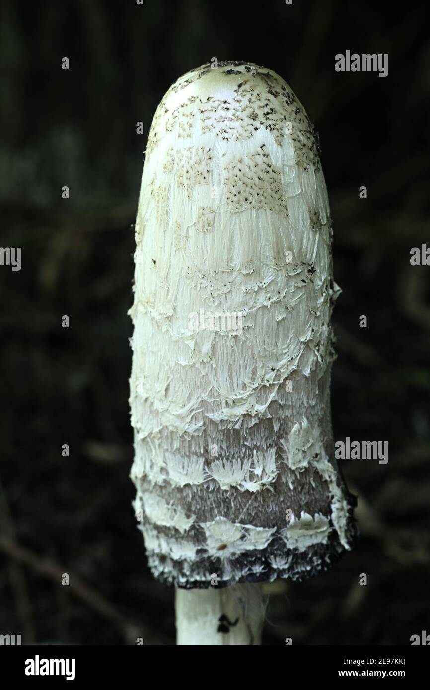 Coprinus comatus, connu sous le nom de calotte d'encre déchiquete, perruque d'avocat, ou manne déchiqueante, champignon sauvage de Finlande Banque D'Images