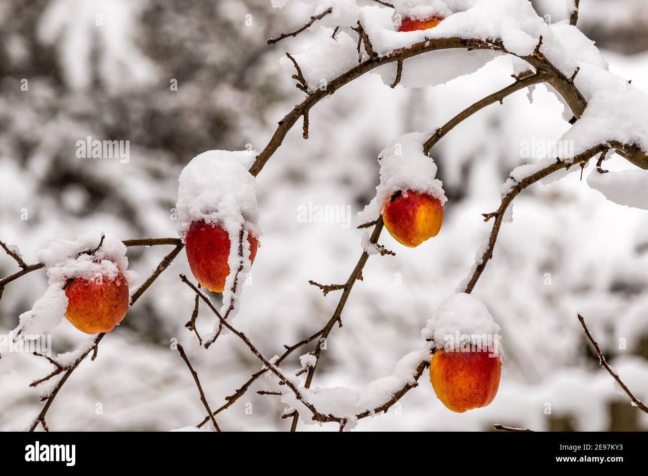 Pommes mûres congelées recouvertes de neige Banque D'Images