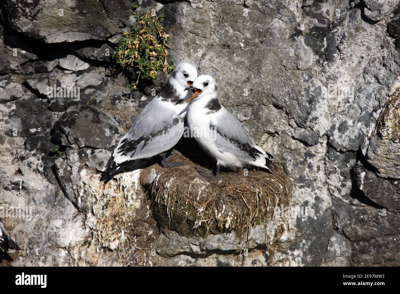 Les jeunes Kittiwardes, Rissa tridactyla, sur leur nid, appelant à la nourriture de leurs parents absents, Lunga, Treshnish Isles, Hébrides intérieures d'Écosse Banque D'Images