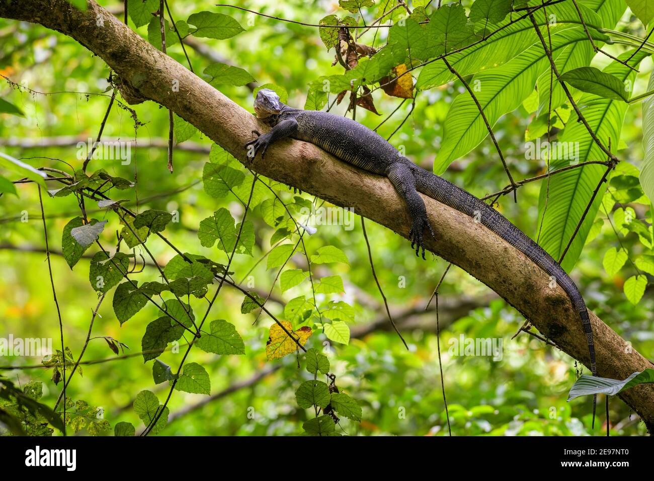 Surveillance commune de l'eau - Varanus salvator, portrait de beau grand lézard des eaux fraîches asiatiques, Sumatra. Banque D'Images