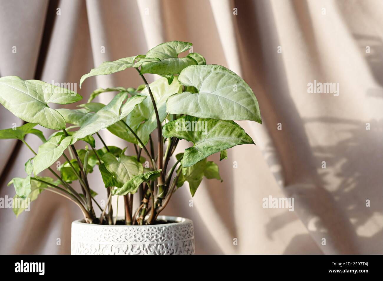 Plante d'intérieur syngonium sur fond beige. Plantes d'intérieur avec de belles feuilles. Gros plan. Copier l'espace. Banque D'Images
