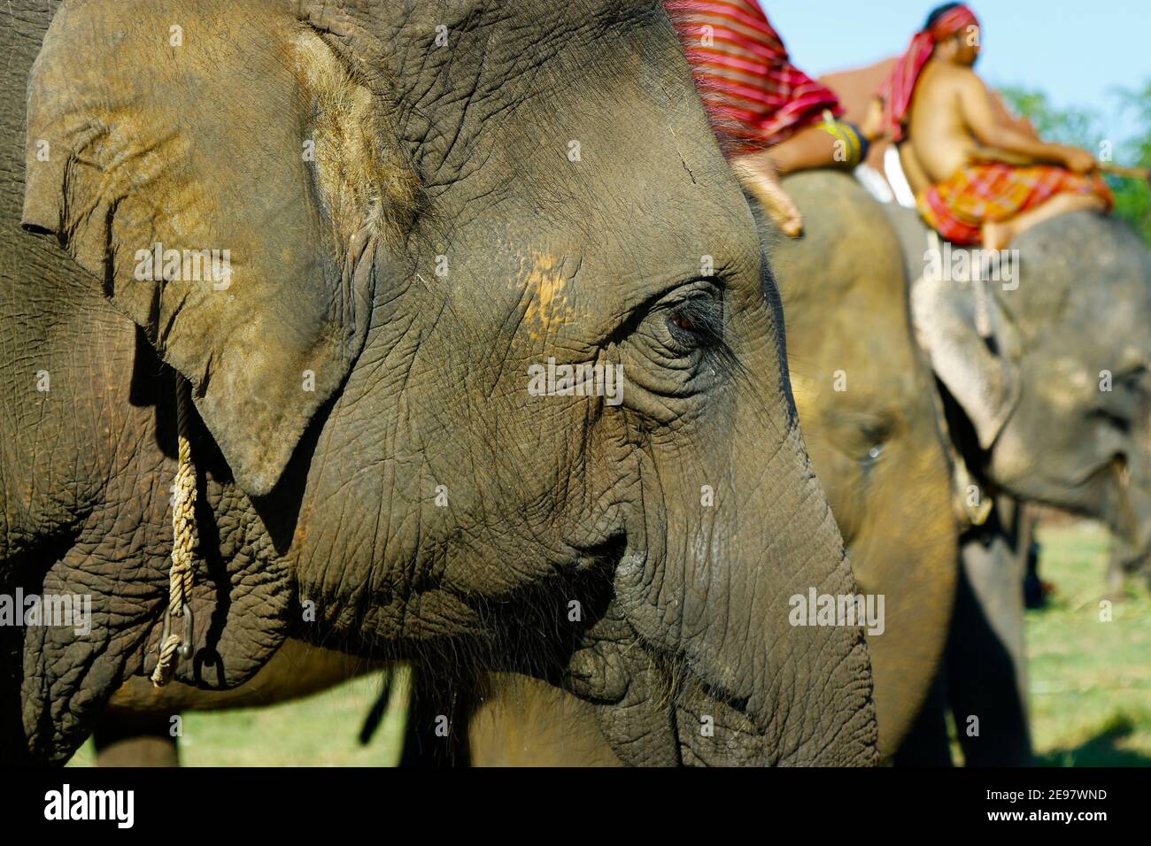 Dans la ville de Surin, situé en Thaïlande -isan-, en novembre du 20 au 22, dans l'année de 2020-"Elephant Round up festival 2020" Banque D'Images